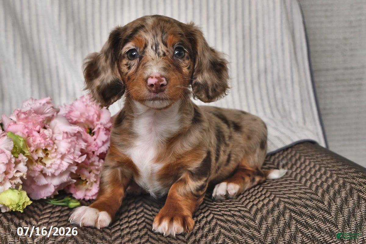 Miniature Dachshund dogs Kya - Ad 1