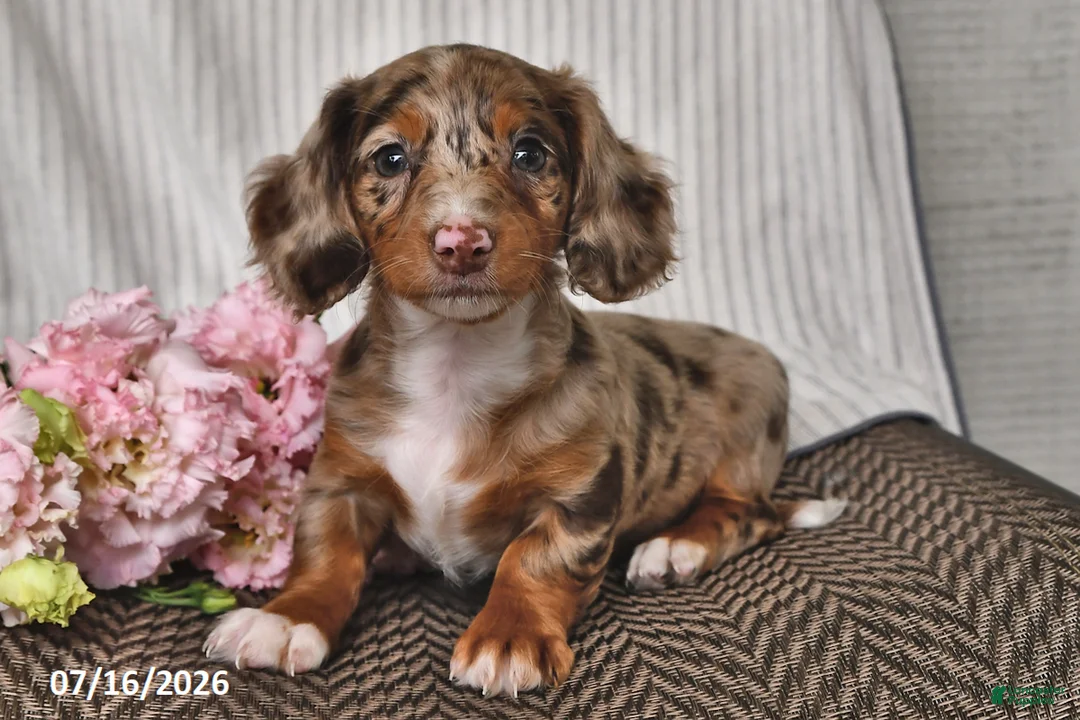 Miniature Dachshund dogs for sale: Kya - Ad 1