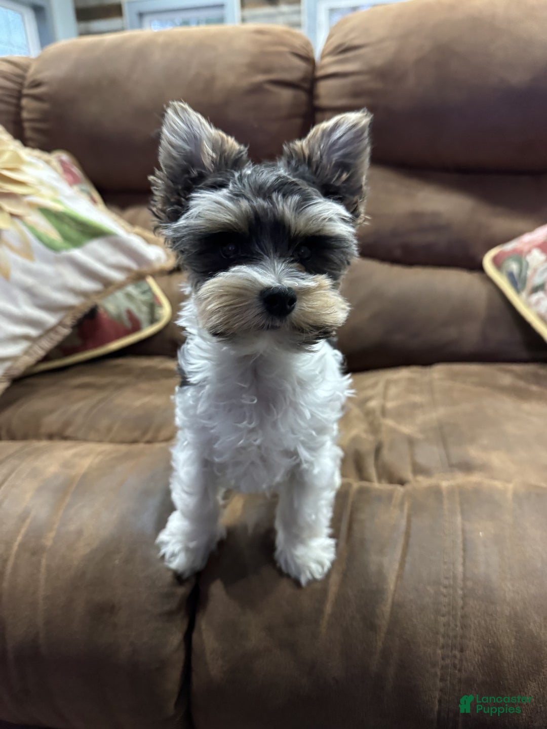 Yorkshire Terrier dogs for sale: Poppy - Ad 2