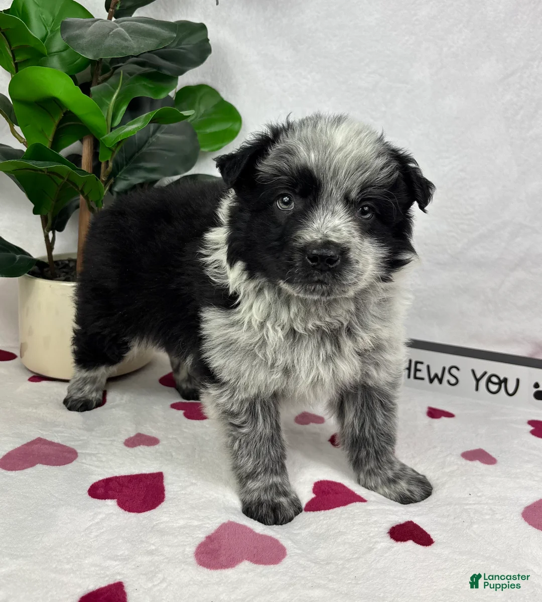 Mixed Breed dogs for sale: Maxwell - Ad 4