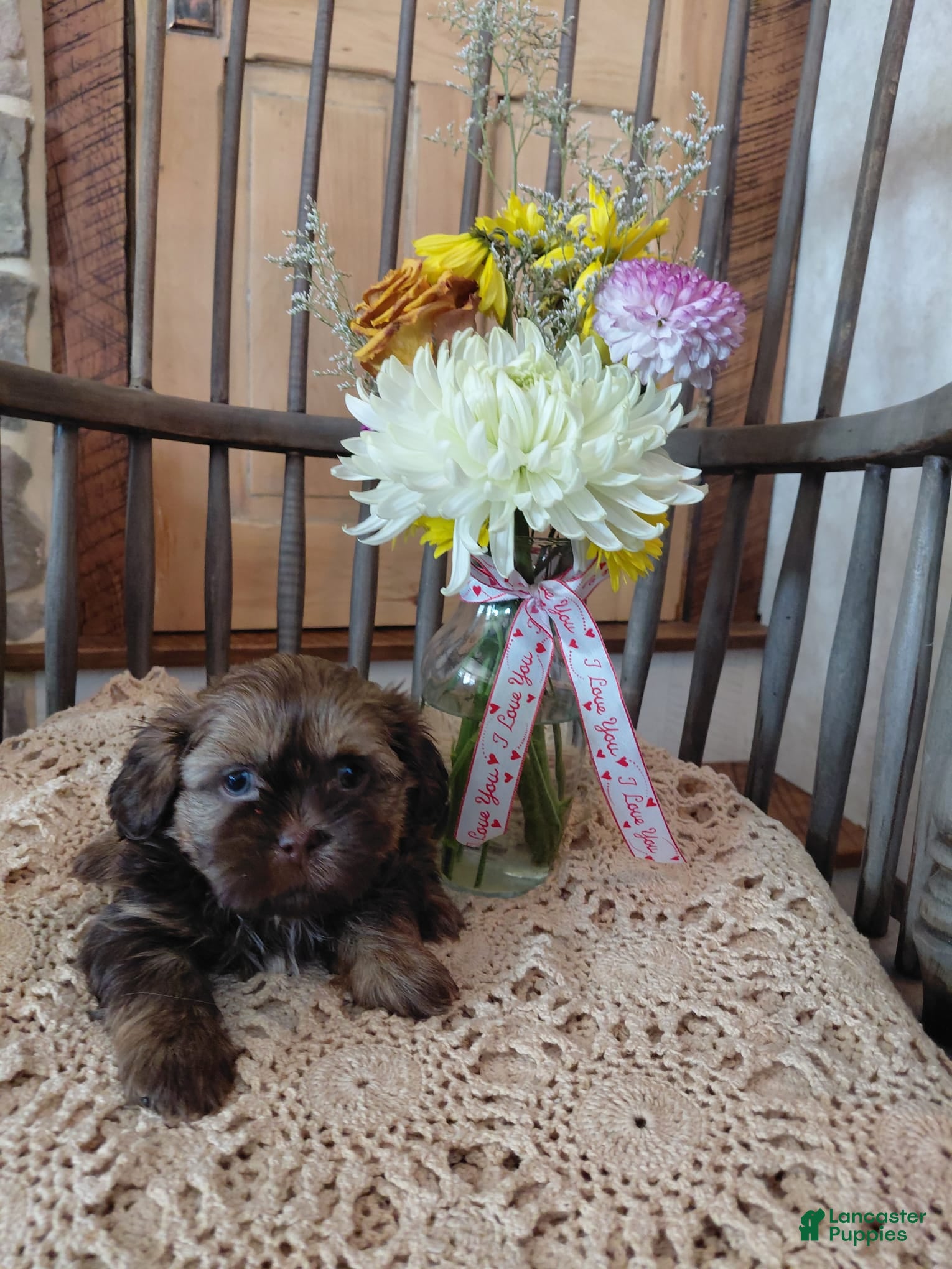 Shih Tzu dogs Brownie - Ad 2