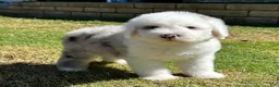 Sheepadoodle dogs for sale: Merle Male 6 - Ad 1