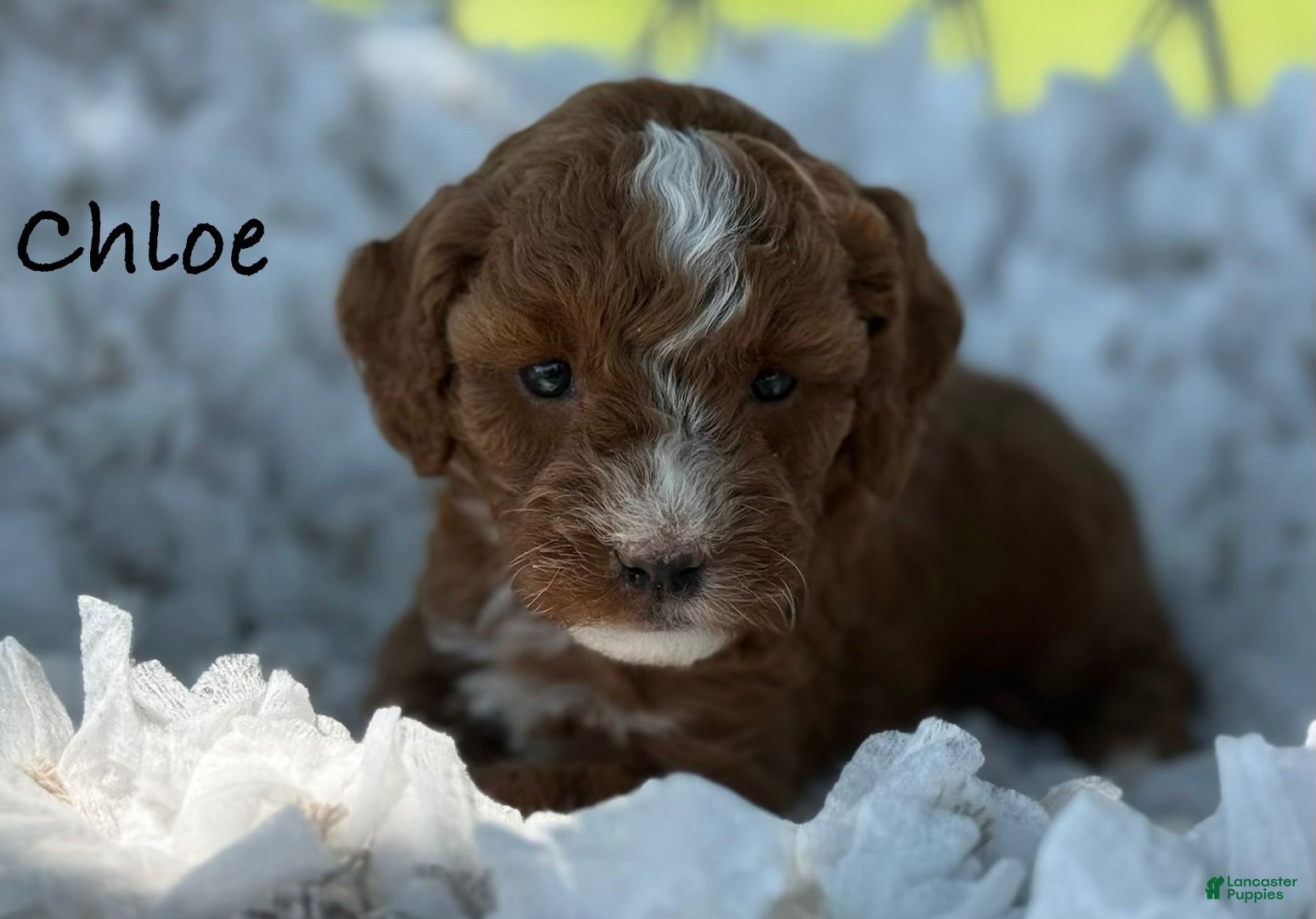 Cavapoo dogs Clementine  - Ad 1