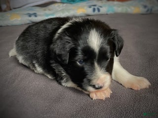 Mixed Breed dogs Stripe - Ad 9