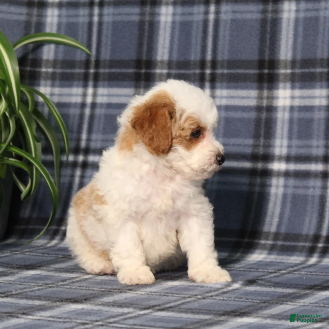 Miniature Poodle dogs for sale: Xelly - Ad 2
