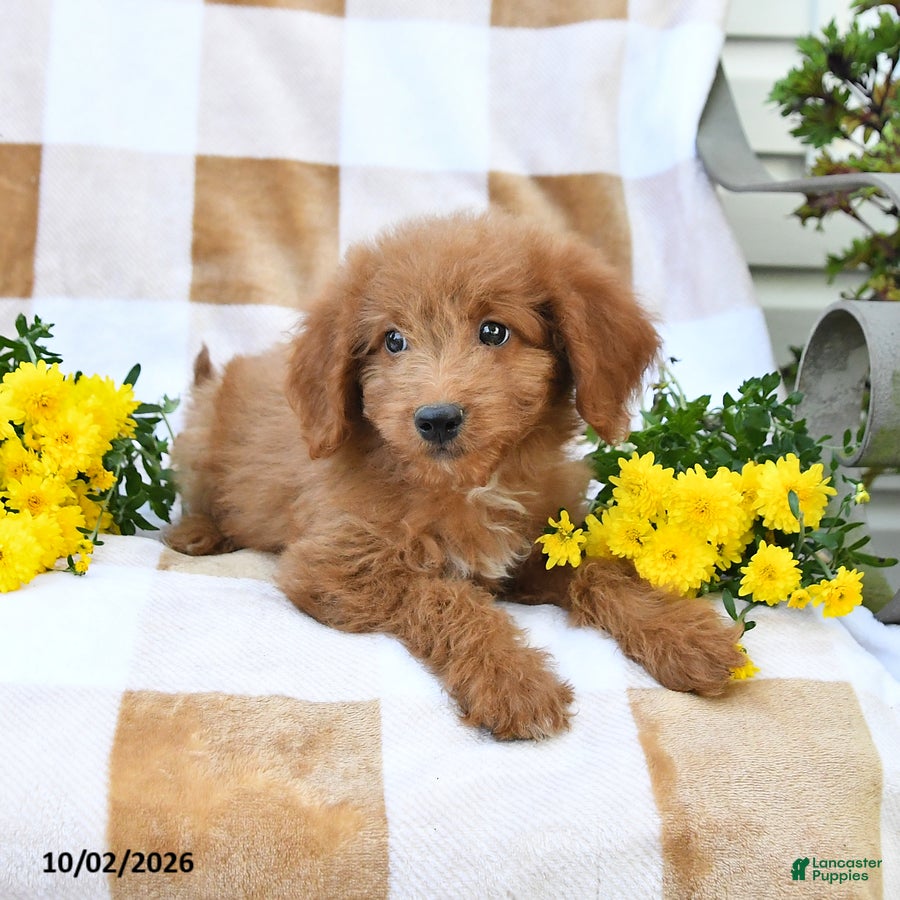 Mini Goldendoodle dogs Jodi - Ad 2