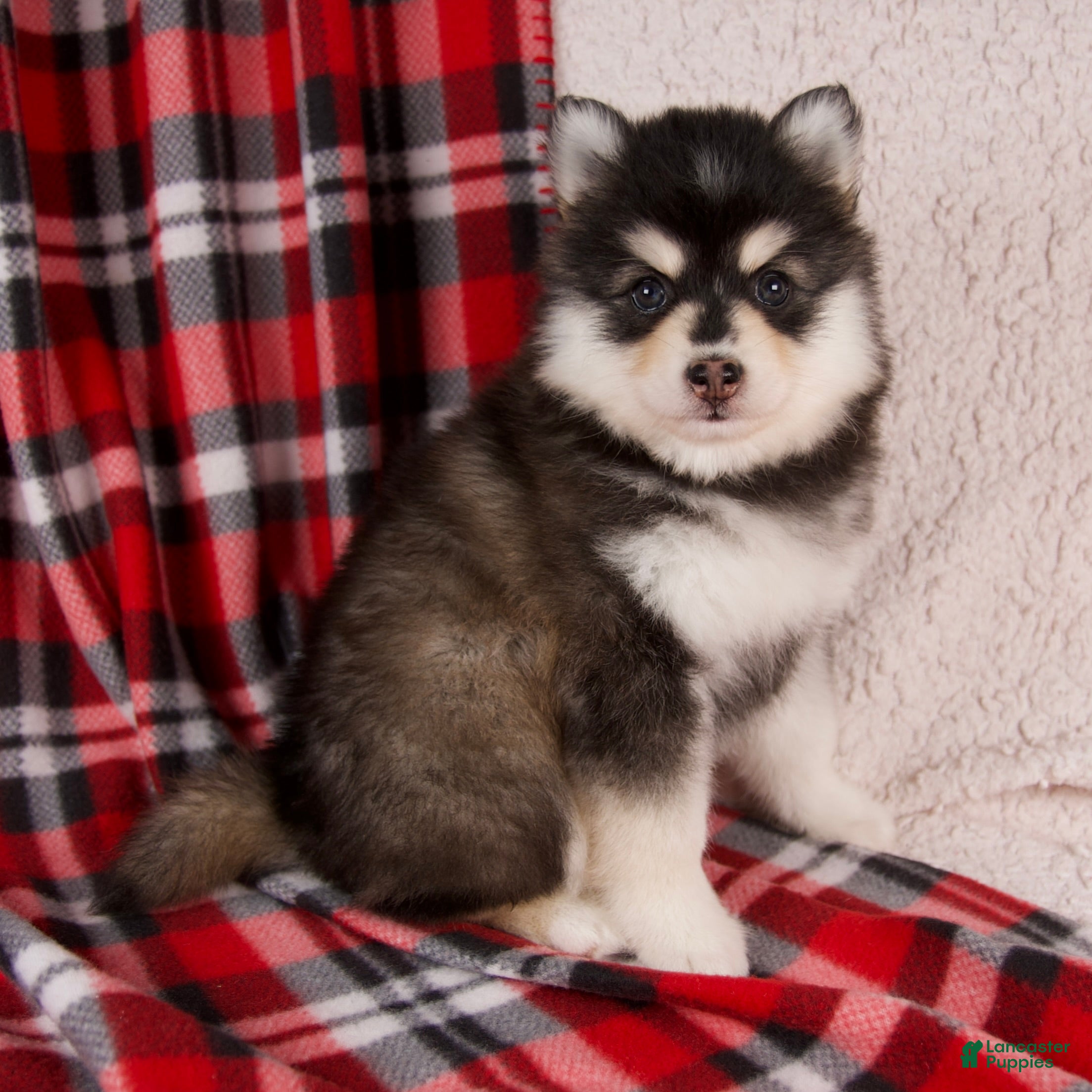 Pomsky dogs Joy - Ad 1