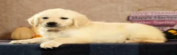Golden Retriever dogs for sale: Grady - Ad 8