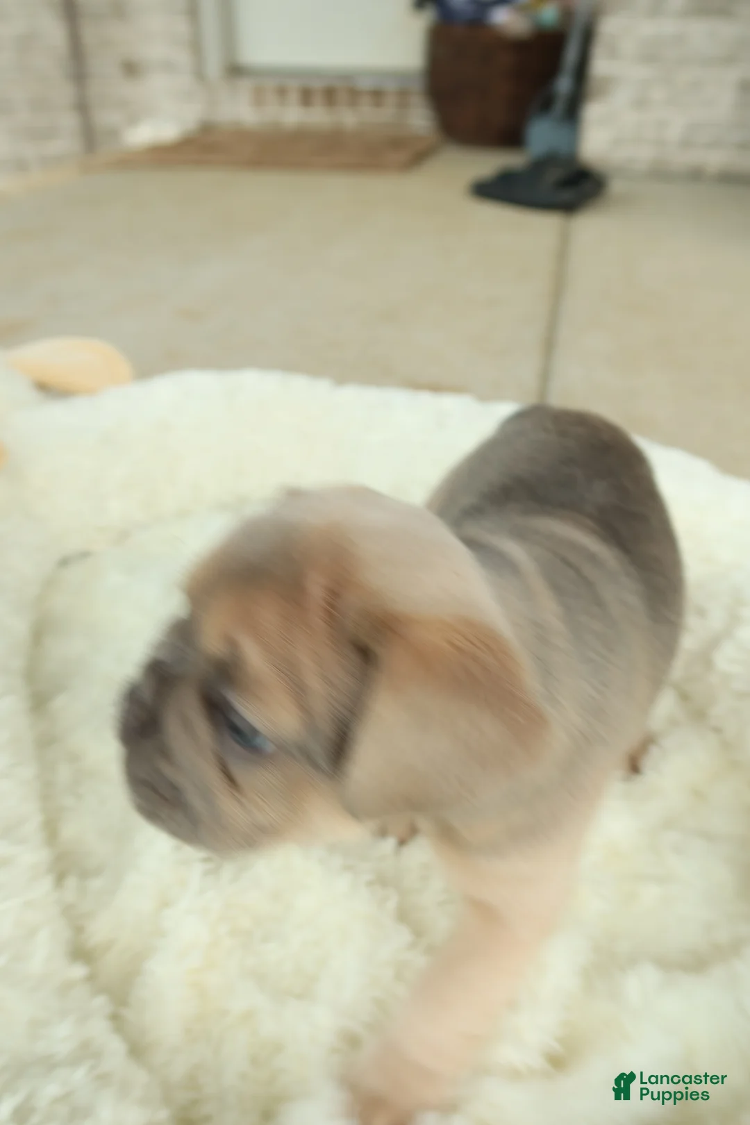 French Bulldog dogs for sale: Armani - Ad 2