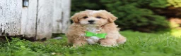 Maltipoo dogs for sale: Joel - Ad 1