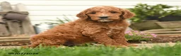 Goldendoodle dogs for sale: Rusty - Ad 2
