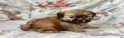 Shih Tzu dogs for sale:  Mike - Ad 1