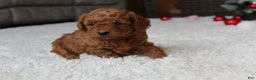 Cavapoochon dogs for sale: Molly - Ad 6