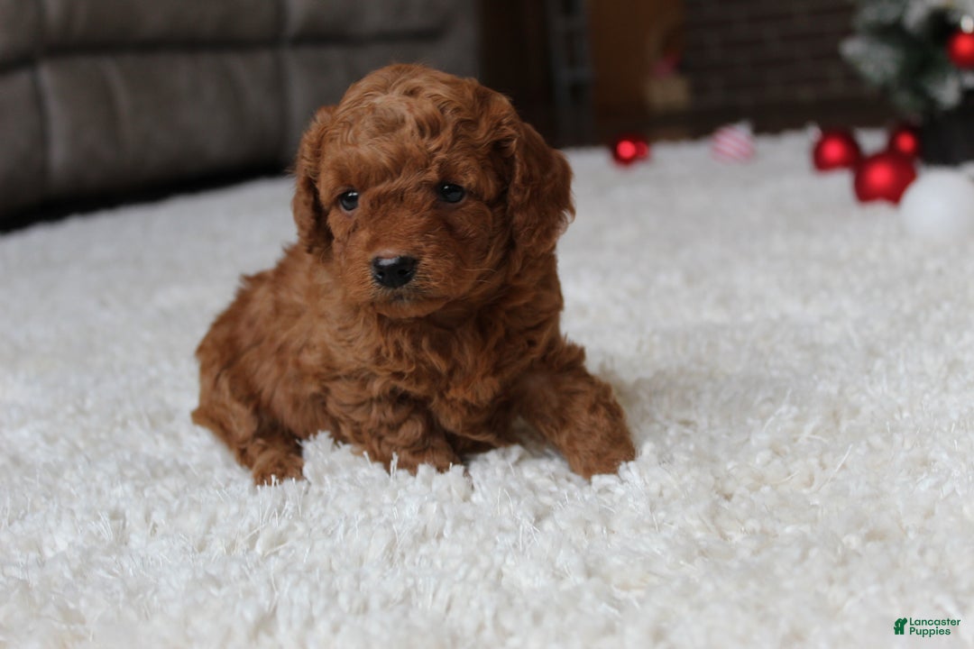 Cavapoochon dogs for sale: Molly - Ad 6