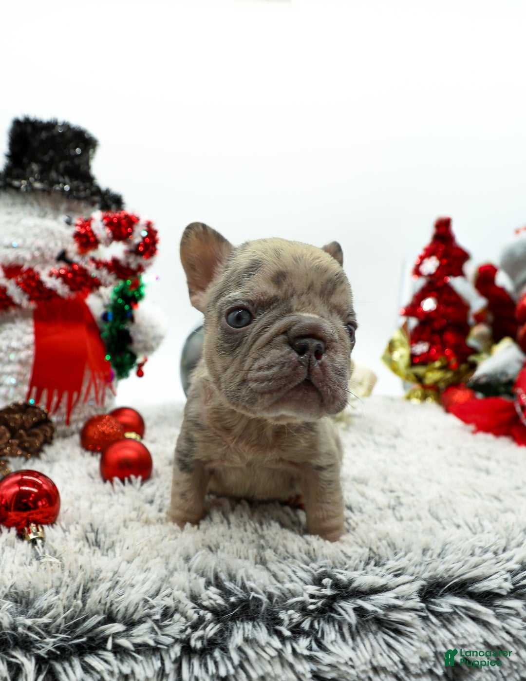 French Bulldog dogs for sale: Pressure  - Ad 3