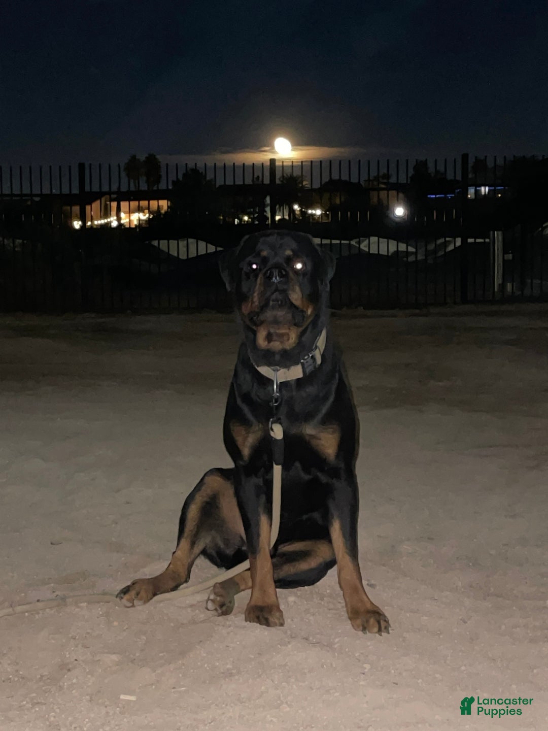 Rottweiler dogs for sale: 5th Pick Female - Ad 6