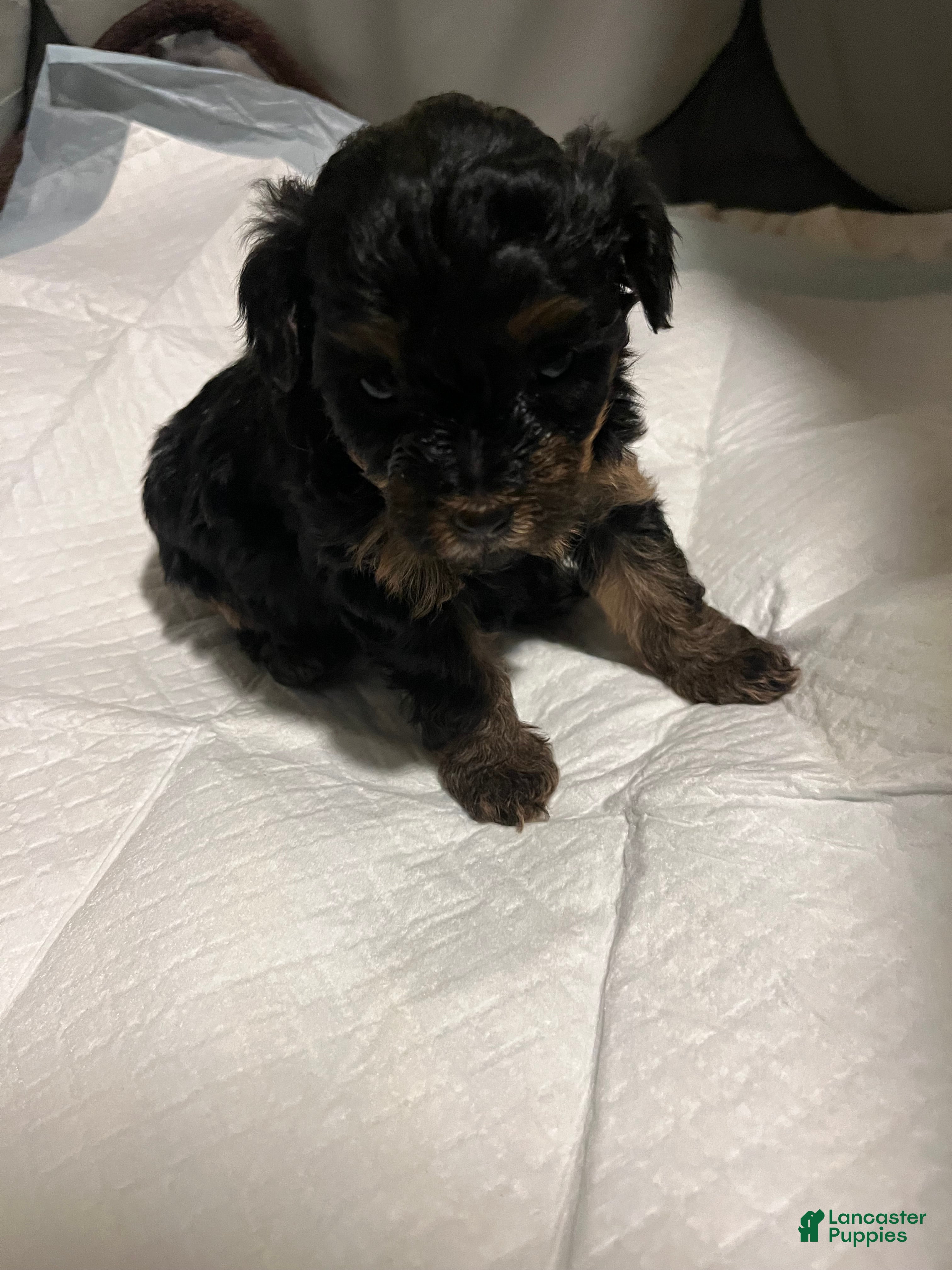 Yorkiepoo dogs Zira  - Ad 25