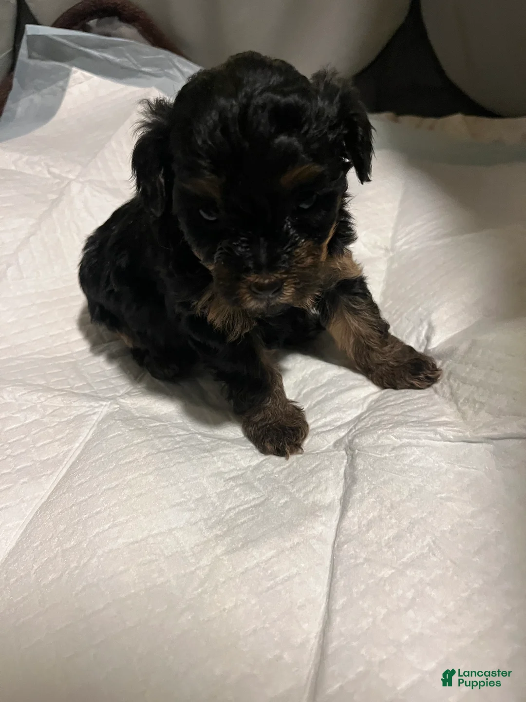 Yorkiepoo dogs for sale: Zira  - Ad 1