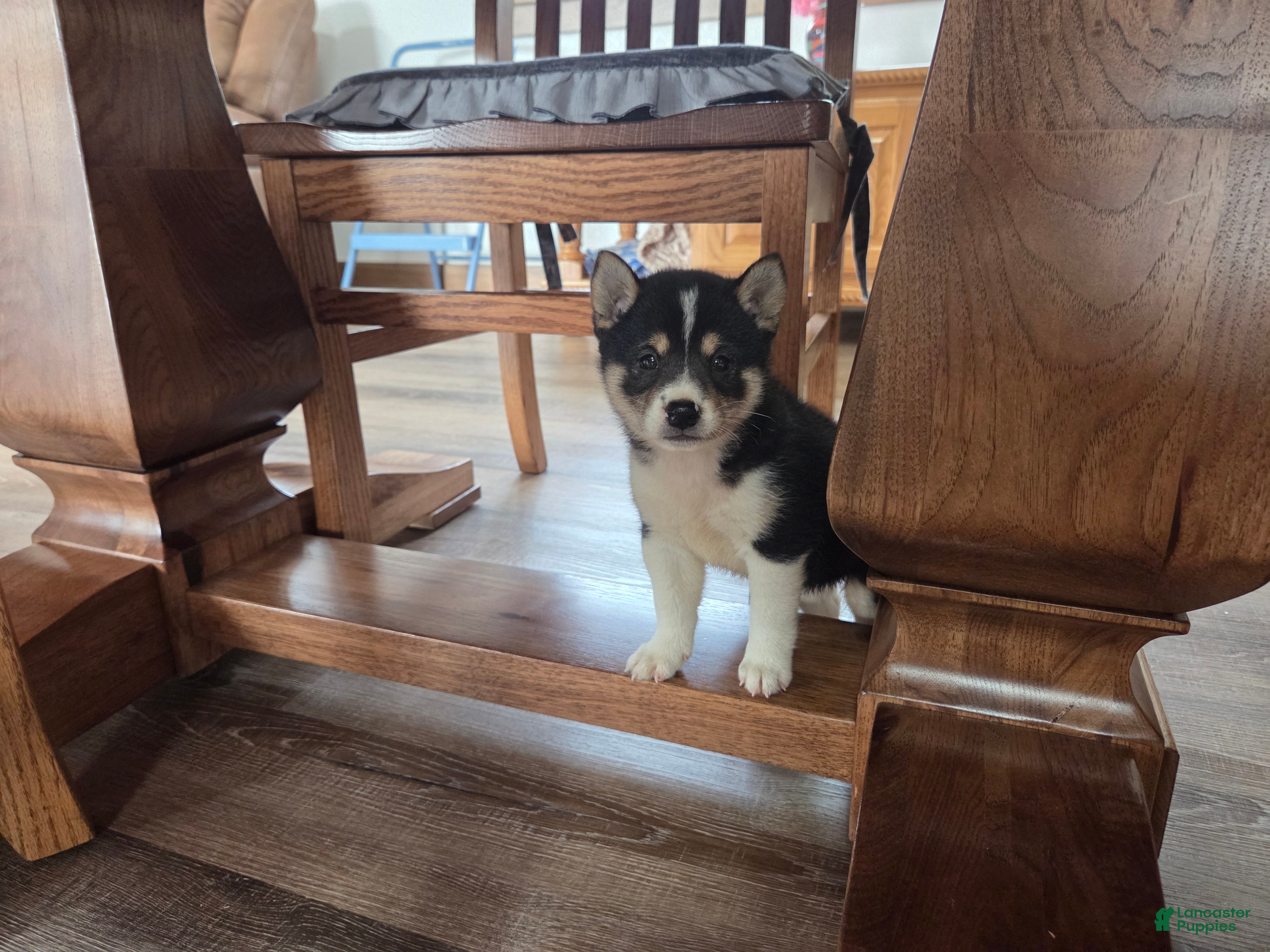 Shiba Inu dogs Tulip - Ad 2
