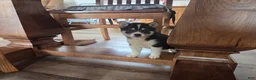Shiba Inu dogs for sale: Tulip - Ad 2