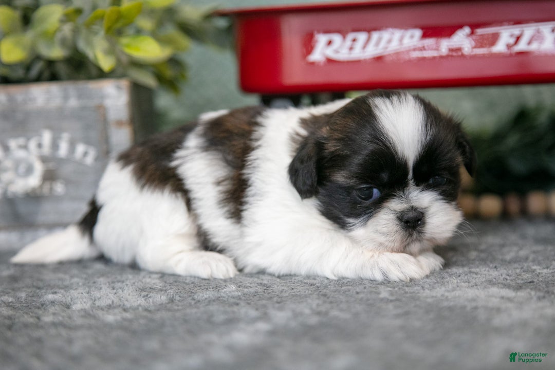 Shih Tzu dogs for sale: Sally - Ad 3