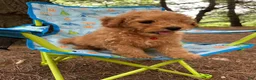 Miniature Poodle dogs for sale: Sammy - Ad 3