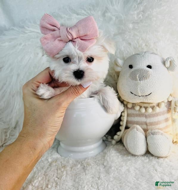 Maltese dogs Teacup Maltese 1 - Ad 1