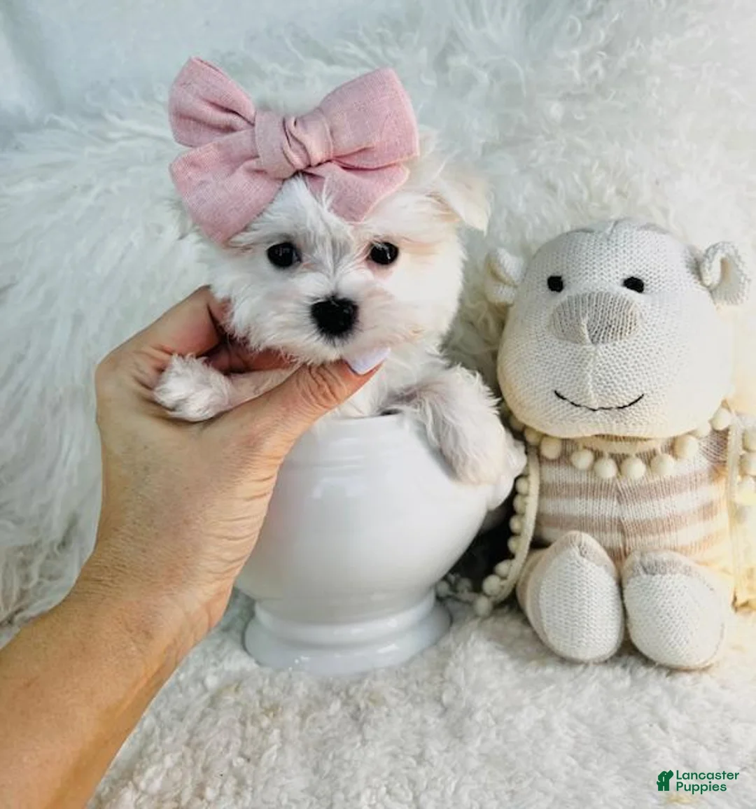Maltese dogs for sale: Teacup Maltese 1 - Ad 1