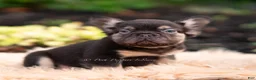 French Bulldog dogs for sale: Han solo - Ad 8