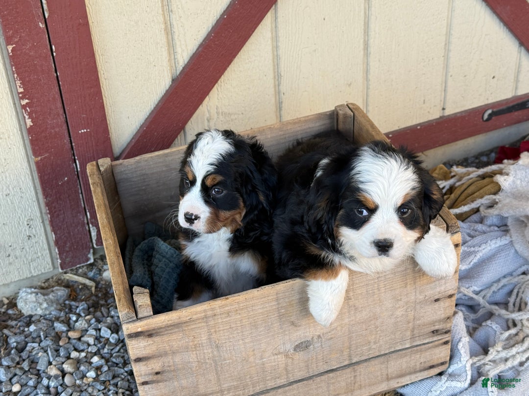 Miniature Bernese Mountain Dog dogs for sale: Ziggy - Ad 11