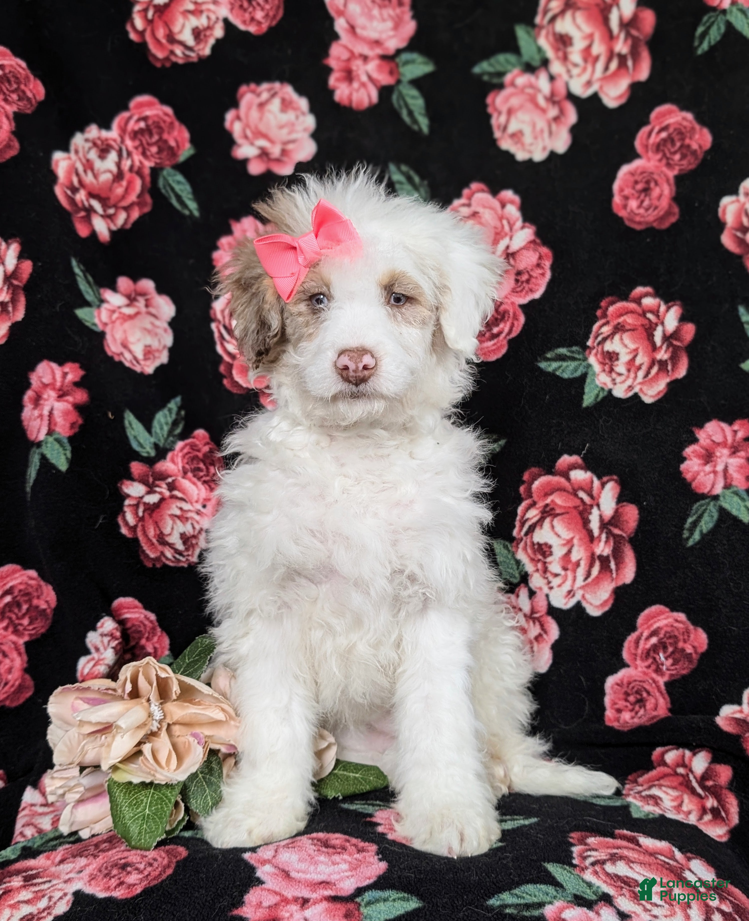 Mini Bernedoodle dogs Becca Hypoallergenic  - Ad 2