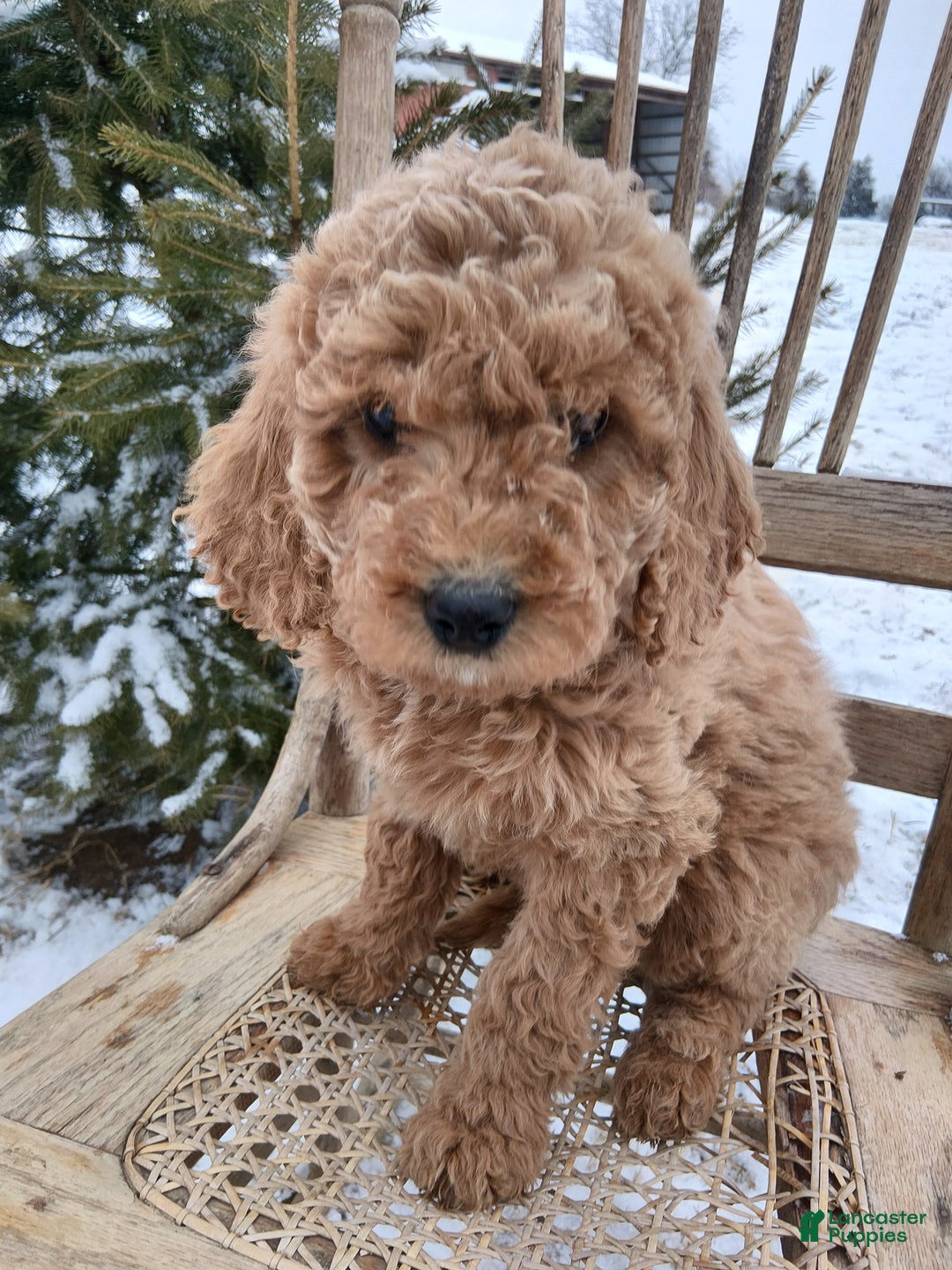Irish Doodle dogs for sale: F1B Blue Bell - Ad 2