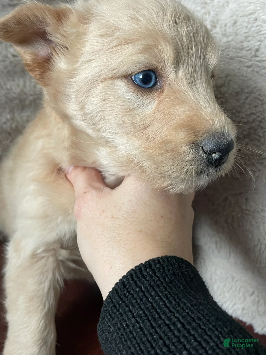 Mixed Breed dogs for sale: Charlotte Brontë  - Ad 2