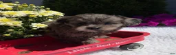 Pomapoo dogs for sale: Kyah - Ad 2