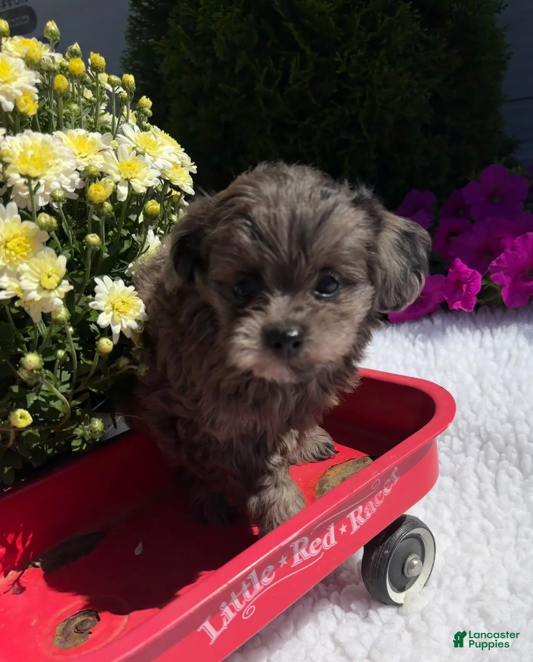 Pomapoo dogs for sale: Kyah - Ad 2