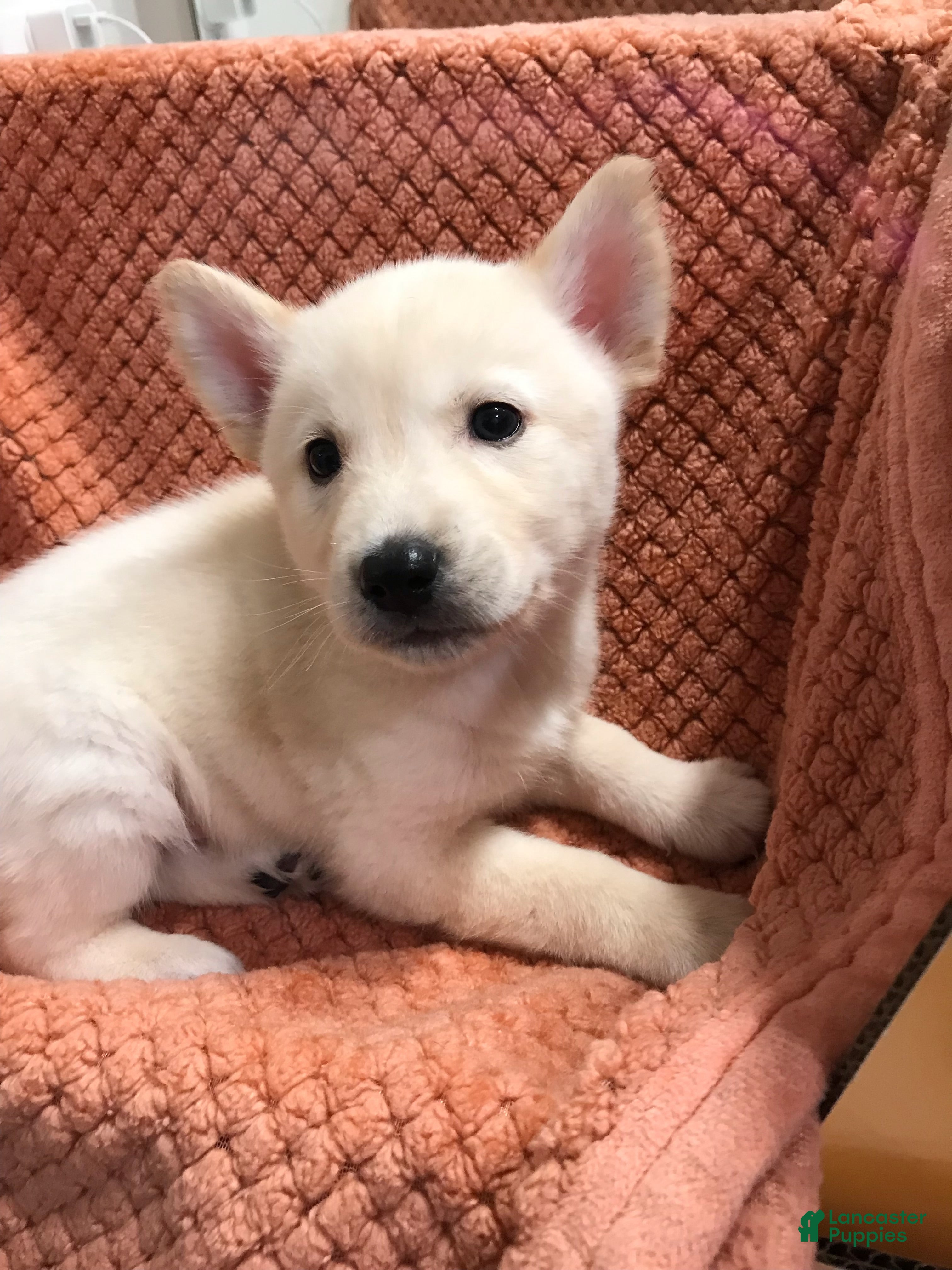 Mixed Breed dogs Polar - Ad 32