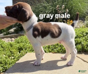 German Shorthaired Pointer dogs Gray Male - Ad 1