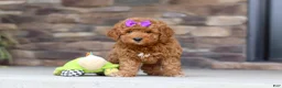 Mini Goldendoodle dogs for sale: Vanessa - Ad 4