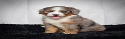Mini Bernedoodle dogs for sale: Beverly - Ad 7