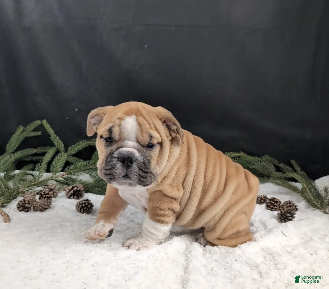 English Bulldog dogs for sale: Holly  - Ad 1