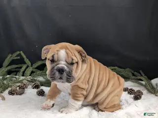 English Bulldog dogs Holly - Ad 19