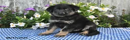 German Shepherd dogs for sale: Otis - Ad 4