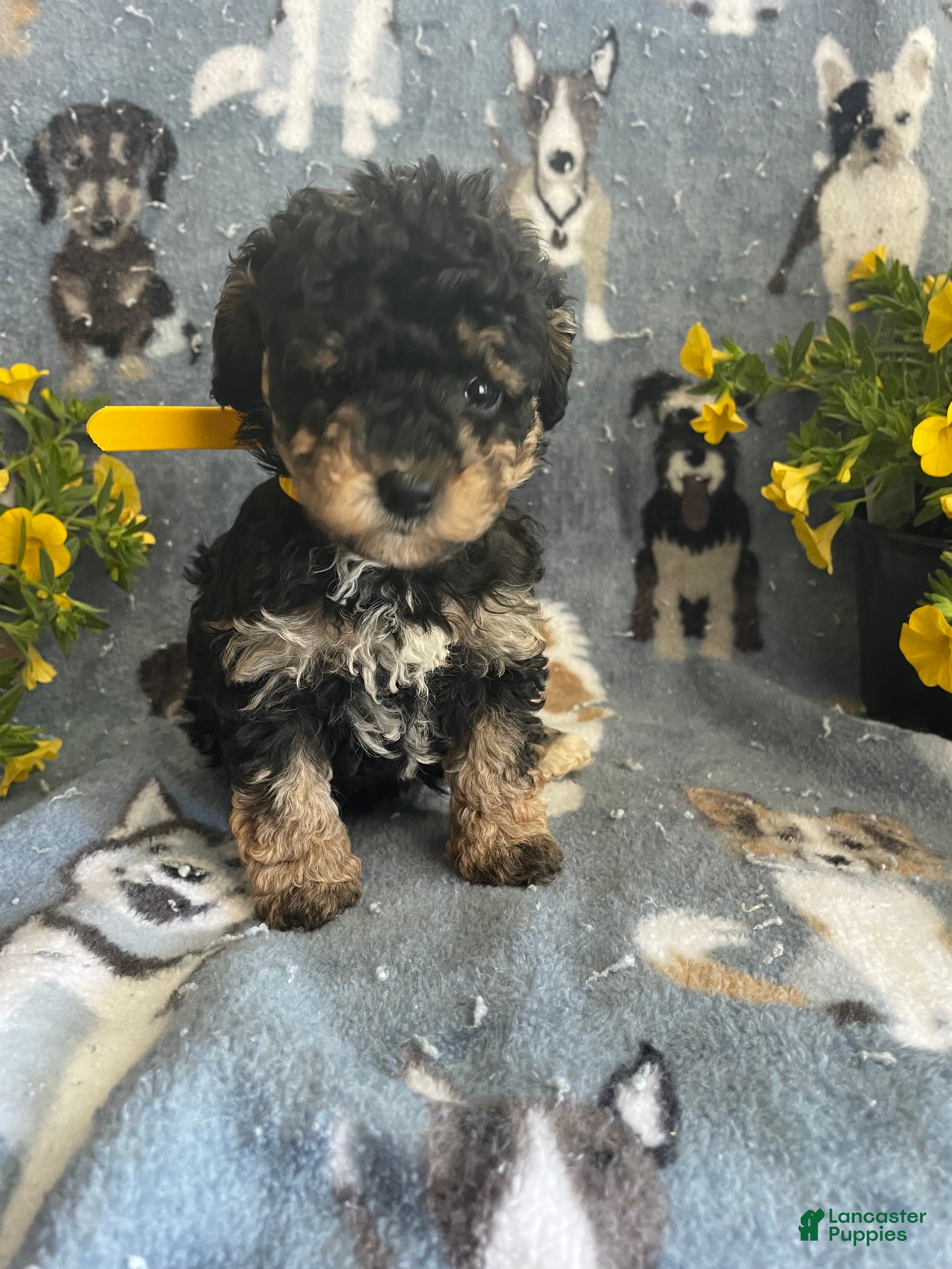 Toy Poodle dogs Mona - Ad 39