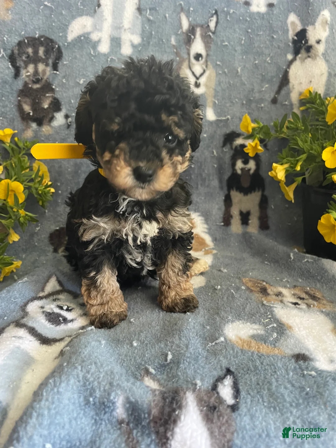 Toy Poodle dogs for sale: Mona - Ad 1