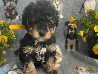 Toy Poodle dogs Mona - Ad 39