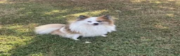 Pomapoo dogs for sale: Pomapoo 1 - Ad 7