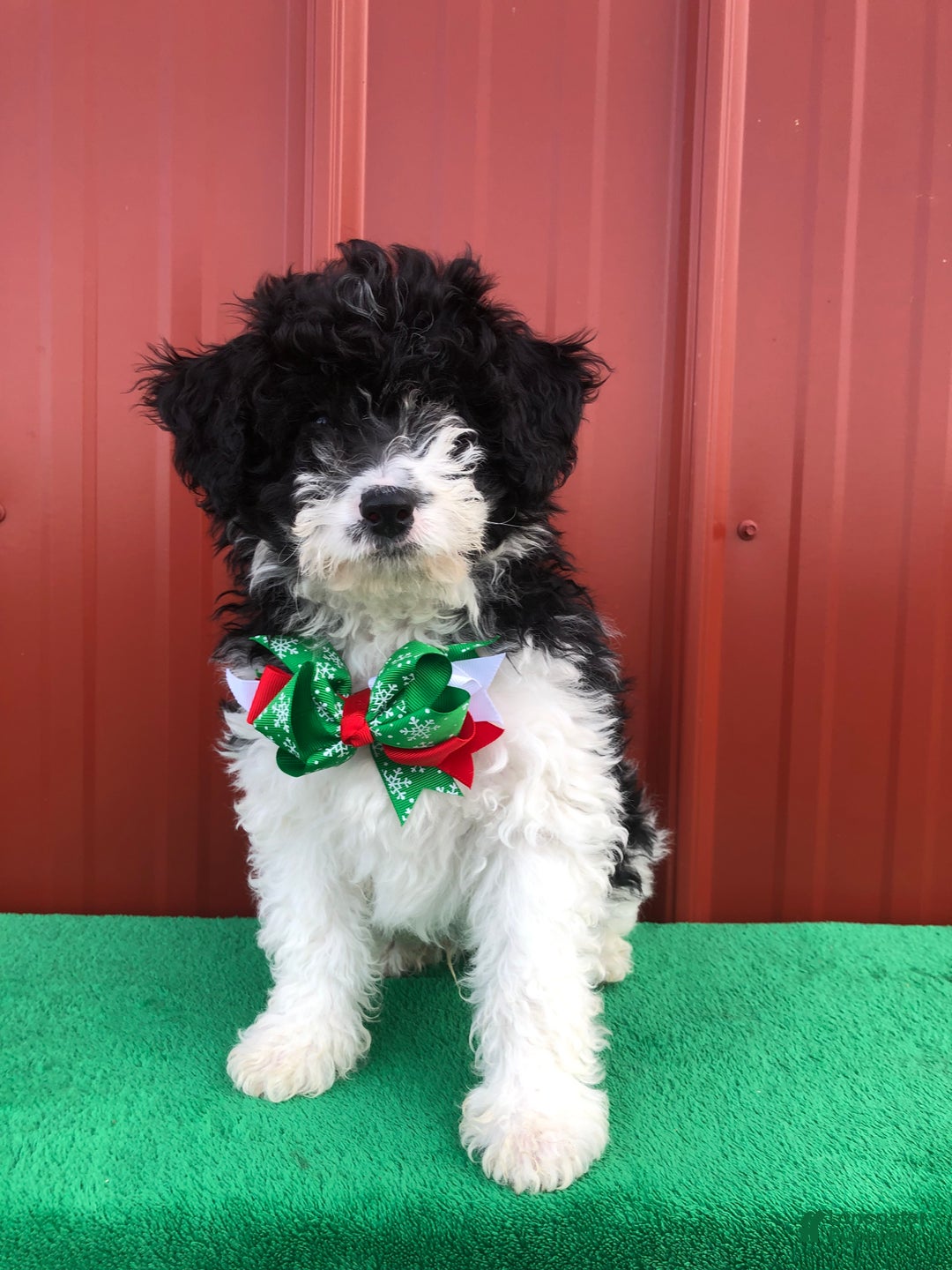 Mixed Breed dogs for sale: Scout - Ad 3