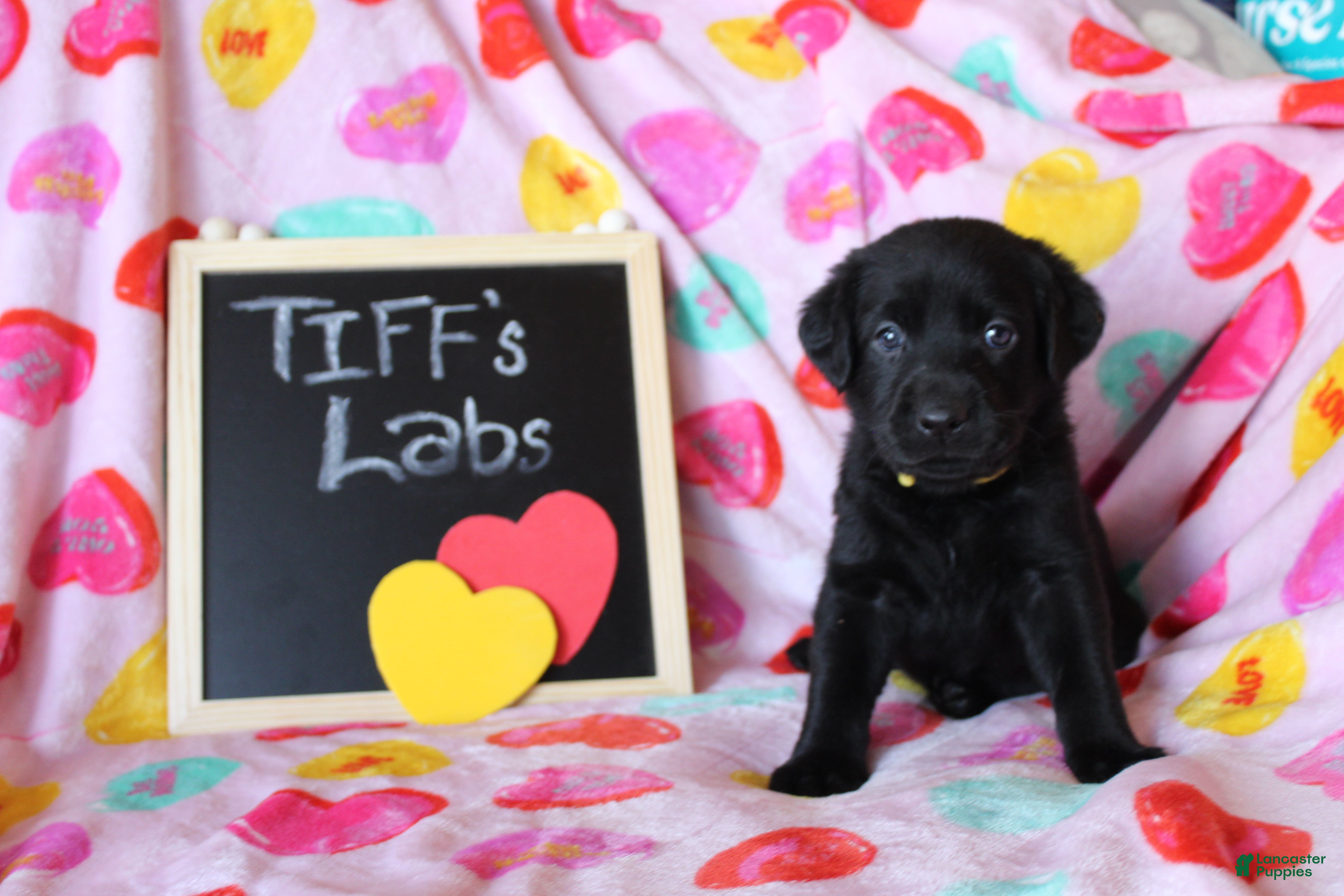 Labrador Retriever dogs Yellow Collar - Ad 6