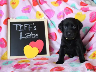 Labrador Retriever dogs Yellow Collar - Ad 6