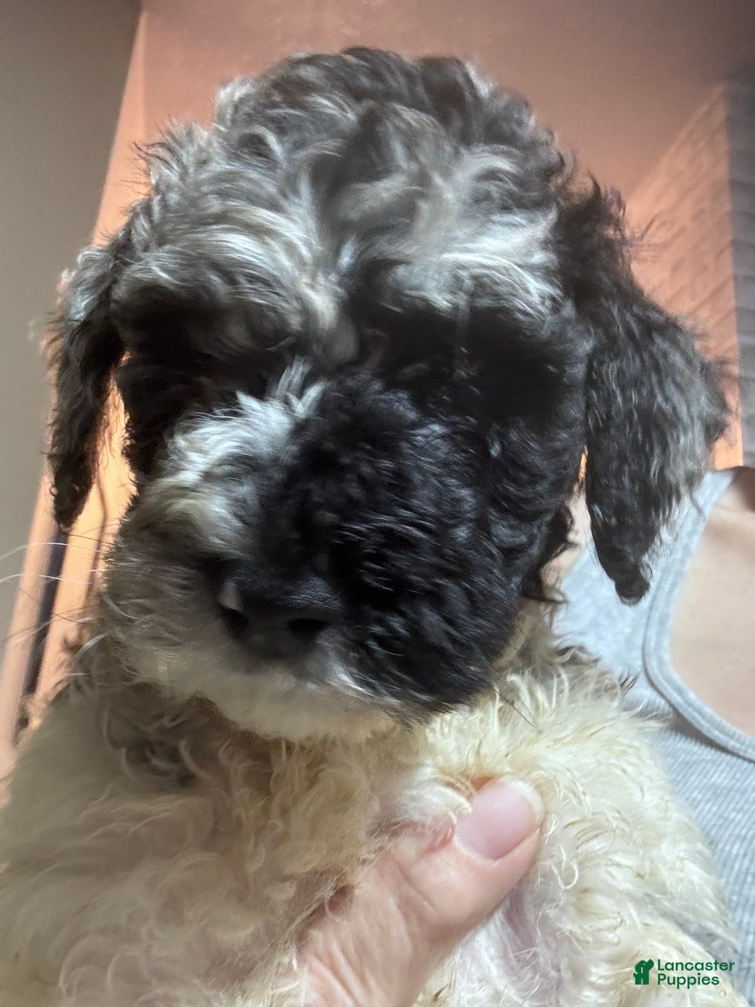 Standard Poodle dogs for sale: Standard Poodle Puppy 4 - Ad 2